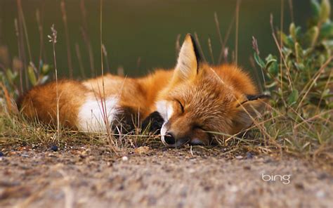 Fox Laptop Wallpapers - Top Free Fox Laptop Backgrounds - WallpaperAccess