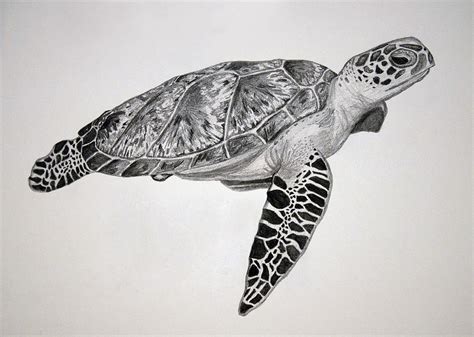 Realistic Turtle Drawing at PaintingValley.com | Explore collection of ...