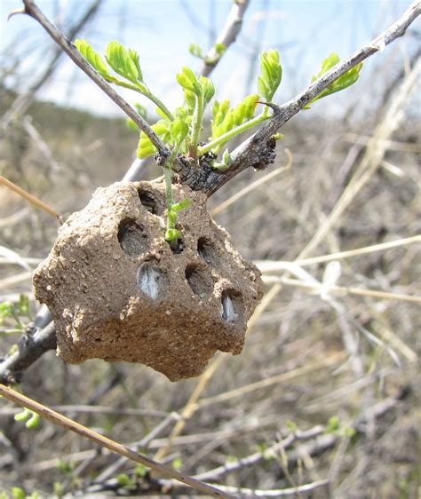 Bug Eric: Wasp Wednesday: Pollen Wasp