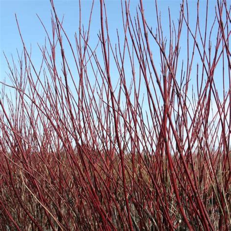 Arctic Fire® Red Red-twig Dogwood - My Proven Winners ColorChoices