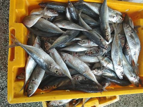 mackerel fish in vietnam - Pinetree Vietnam - Round Scad