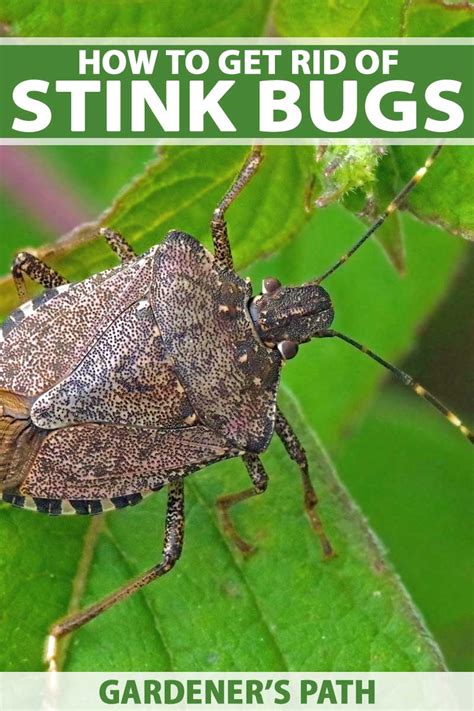 How to Get Rid of Stink Bugs in the Home or Garden