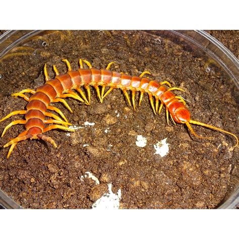 Peruvian Giant Yellow Leg Centipede - adults Dangerous - Strictly Reptiles