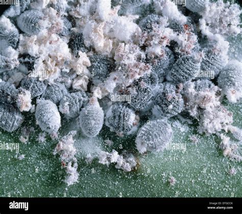 Dactylopius Coccus Stock Photos & Dactylopius Coccus Stock Images - Alamy