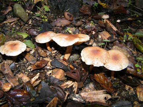 Top 80 of Backyard Mushroom Identification | wrintingspree