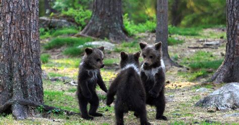 Teacher Stumbles Upon Baby Bears ‘Dancing’ In Finland Forest, Thinks He ...