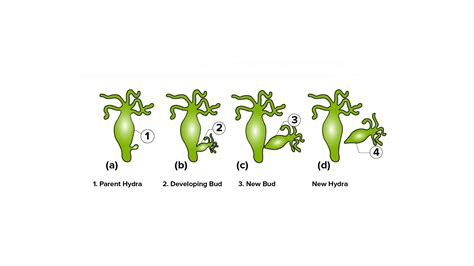 Describe the process of budding in hydra.