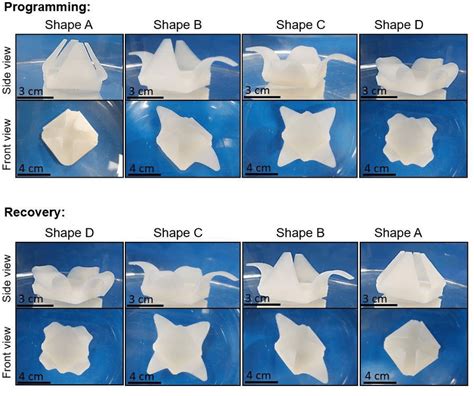 Programming and recovery process of quadruple-shape hydrogels ...