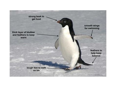 Adaptation Of Penguins