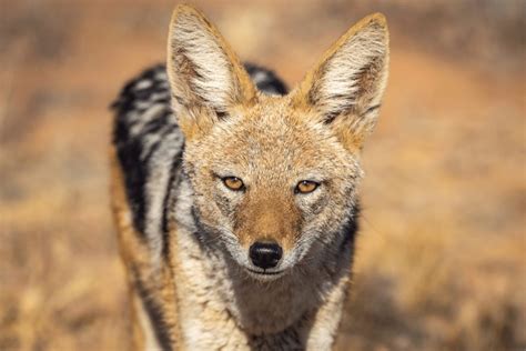 Black-Backed Jackal Facts - CRITTERFACTS