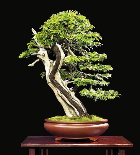 Three 'Cedar' Bonsai & Two Riddles – Stone Lantern