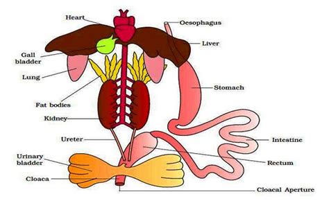 PHYSIOLOGY OF DIGESTION IN FROG - Microbiology Notes