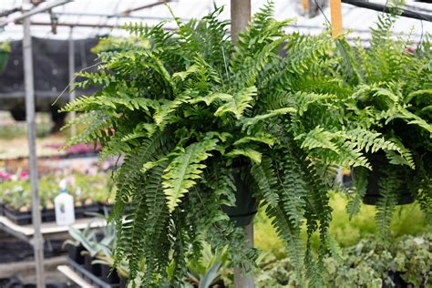 Nephrolepis exaltata — WestHills Greenhouses