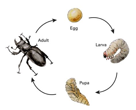 Stages Of A Beetle Life Cycle