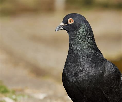 Black Dove Symbolism: Understanding Its Spiritual Meaning