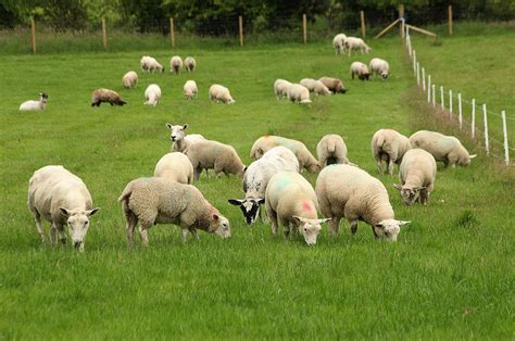 DAERA Invites applications for Sheep Technology Demonstration Farms ...