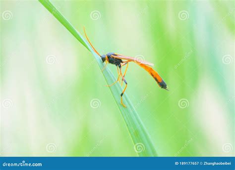 Ichneumon fly stock image. Image of insect, animals - 189177657