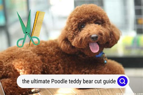 The Ultimate Poodle Teddy Bear Cut Guide (Photos And Instructions ...