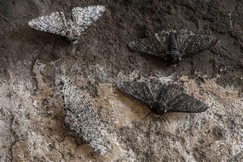 Peppered Moths