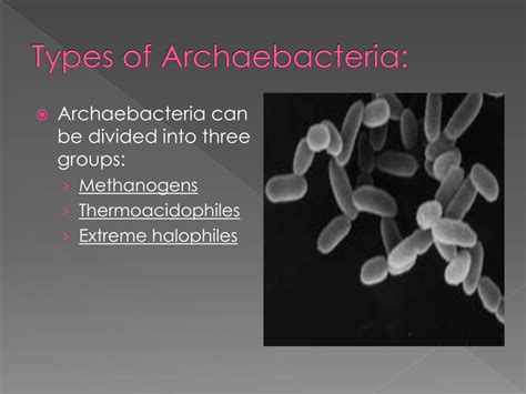 PPT - Kingdom Archaebacteria PowerPoint Presentation, free download ...