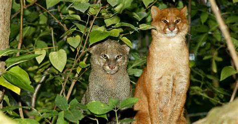 Jaguarundi Cat Pictures - AZ Animals