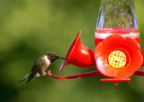 Best Hummingbird Feeder 2024 - Bobby Christa