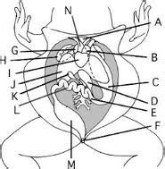 Frog Dissection Diagrams Flashcards | Quizlet