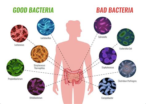 Microbiome Explained- Everything you need to know (20 min read) – Gutbasket