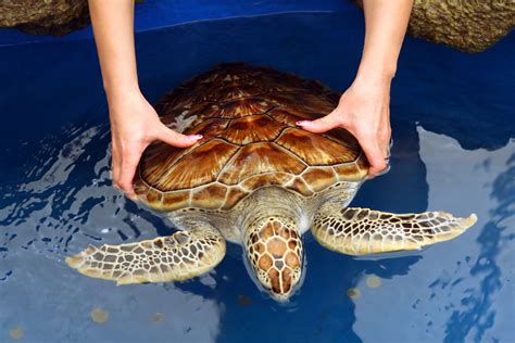 Sea Turtle Hatchery, Colombo: How To Reach, Best Time & Tips