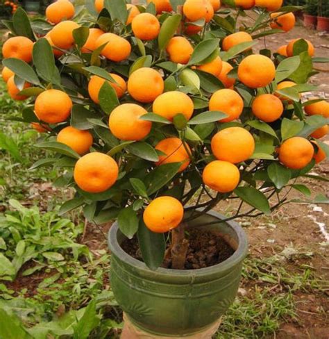 20 Mandarin Orange Tree Seeds Citrus reticulata Blanco | Etsy