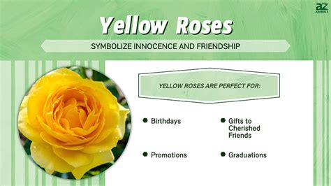 Yellow Roses: Meaning, Symbolism, and Proper Occasions - A-Z Animals