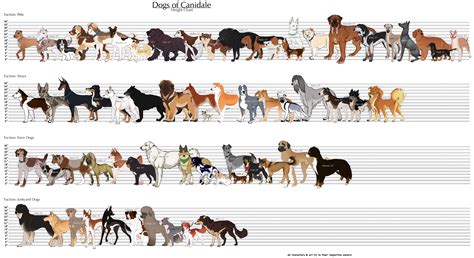 Dog Size Chart - Sizing chart shabby chic dog boutique shabby chic dog ...