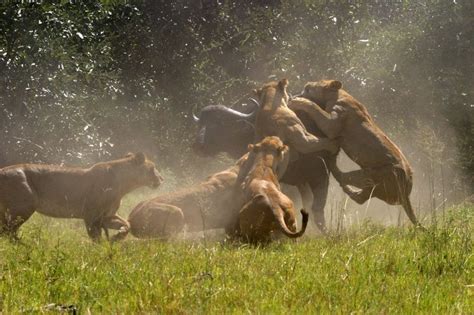 Animals World: African Lion Hunting Habits in South Africa