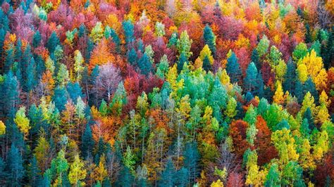 Colorful Forest Wallpapers - Top Free Colorful Forest Backgrounds ...