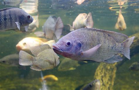 The Tilapia Fish: Characteristics, Habitat and More!