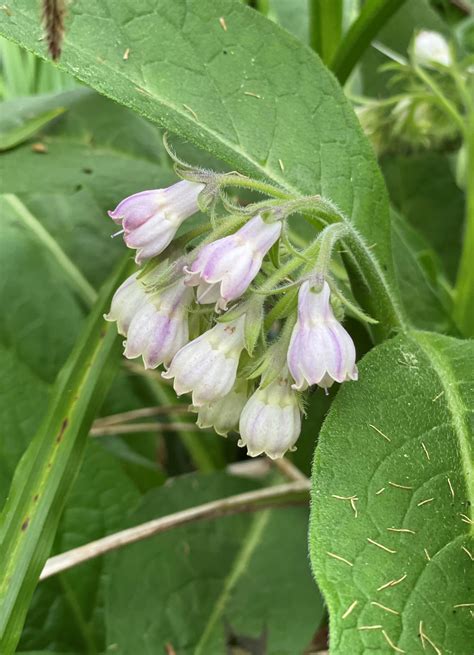 Symphytum officinale Seeds £2.95 from Chiltern Seeds - Chiltern Seeds ...