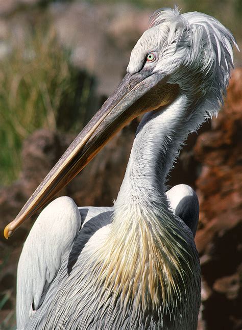 Pelican | San Diego Zoo Animals & Plants