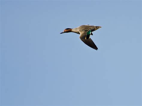 Green Winged Teal Hunting - Waterfowlers Challenge