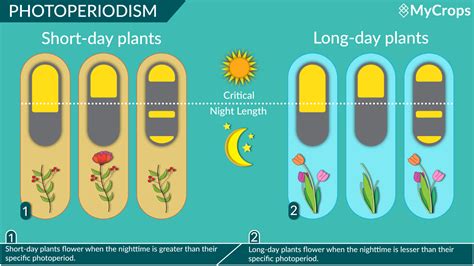 How to Manipulate Photoperiod to Optimize Greenhouse Growing Conditions