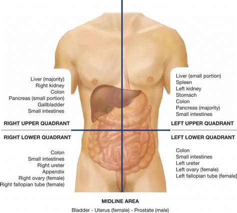 Clinical Divisions of the Abdominopelvic Cavity Diagram | Quizlet