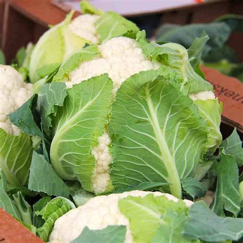 Cauliflower, Organic Snowball Cauliflower Seeds, Self Blanching Caulif ...