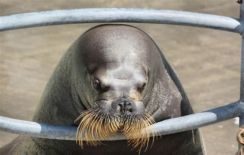 Walrus Close Up by RedSkulll on DeviantArt