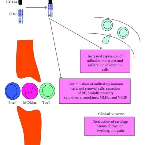 Biological function of the CD154/CD40 interaction. CD154 mediates ...