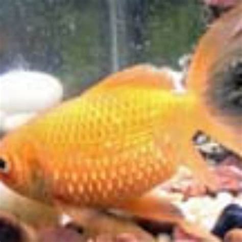 Dropsy in Goldfish - Fancy Goldfish - Goldfish Care - Goldfish info