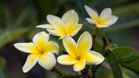 Plumeria (Frangipani) | San Diego Zoo Animals & Plants