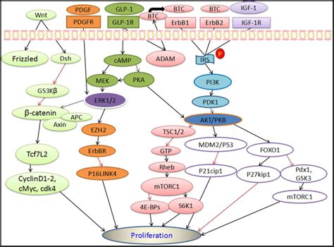 Cell Signaling