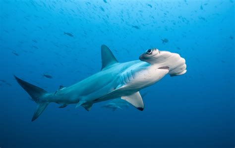 Hammerhead shark migration gives new hope for conservation (Constantine ...