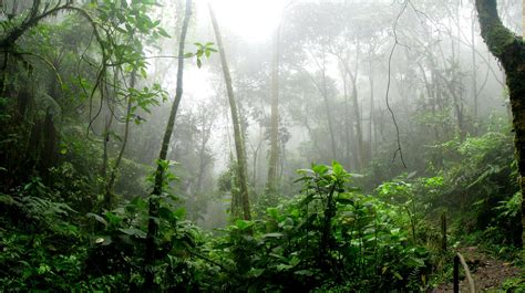 Rainforest during Foggy Day · Free Stock Photo