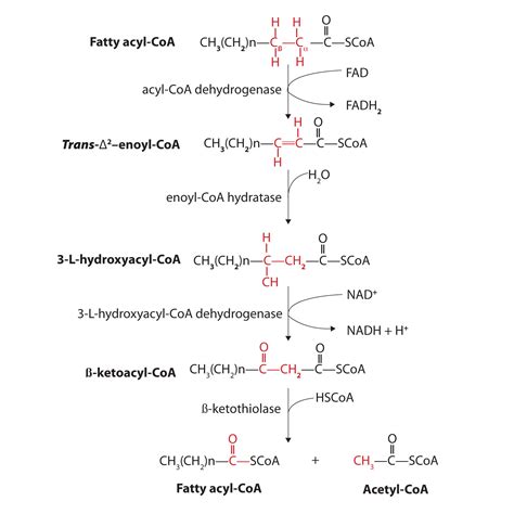 20.6 Stage II of Lipid Catabolism | The Basics of General, Organic, and ...