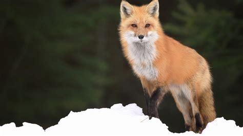 Red Fox Habitat